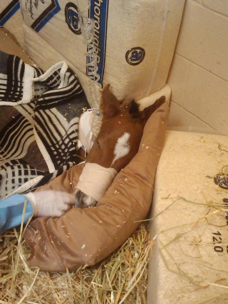 Struggling to survive. (Courtesy of Carrie Drake/Horse Haven)
